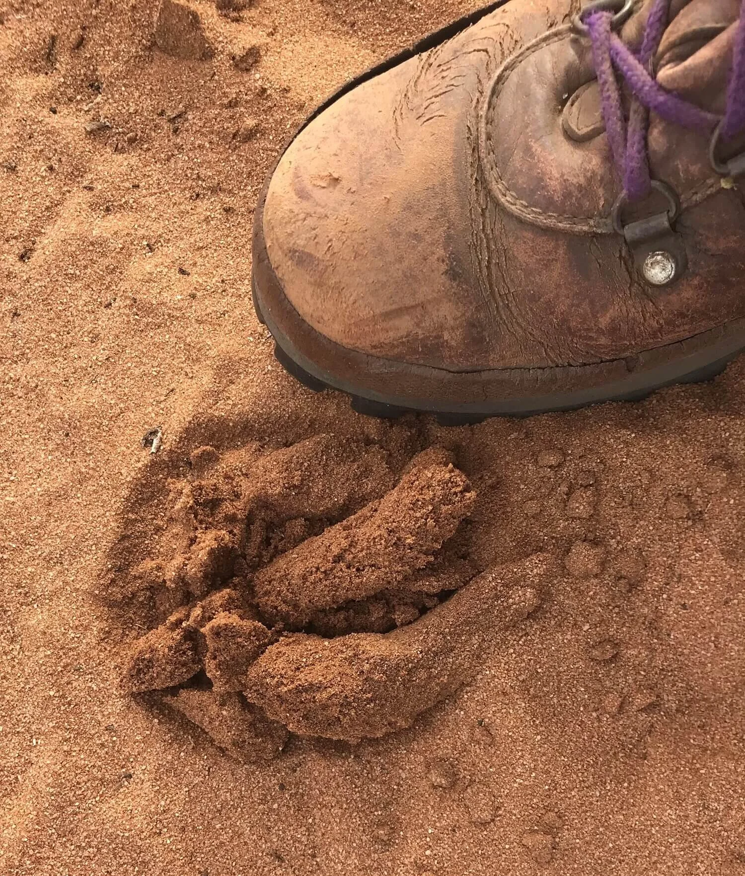 Sand turd beetles — Mallee Conservation